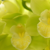 黄緑色の花