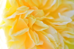 花　黄色