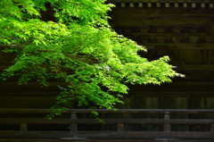 新緑の頃