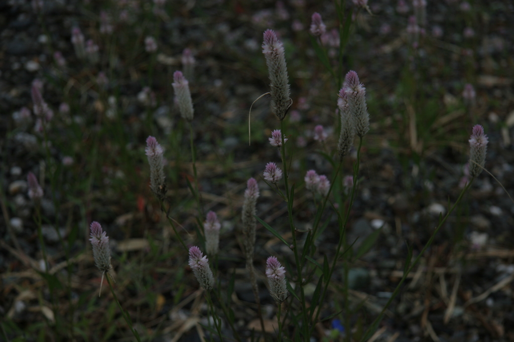 川原の植物