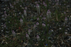 川原の植物