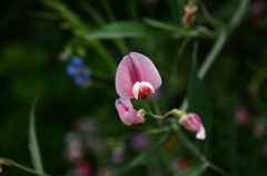ピンクの花