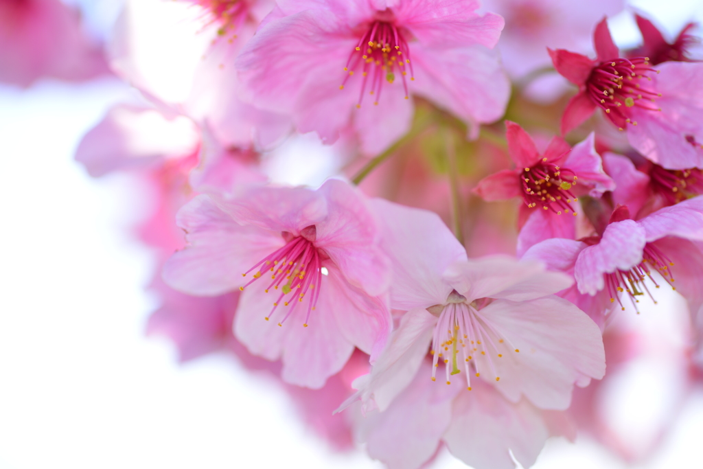 桜