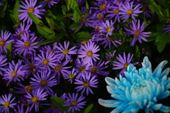 菊　紫・青
