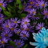 菊　紫・青