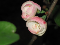 ぼけの花