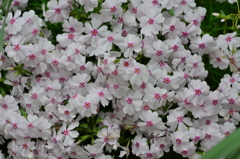 小さな花　２