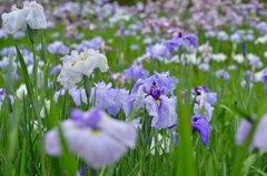 花菖蒲畑