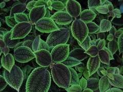 Greenleaf