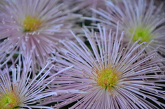 菊