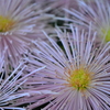 菊