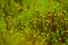 杉苔の林