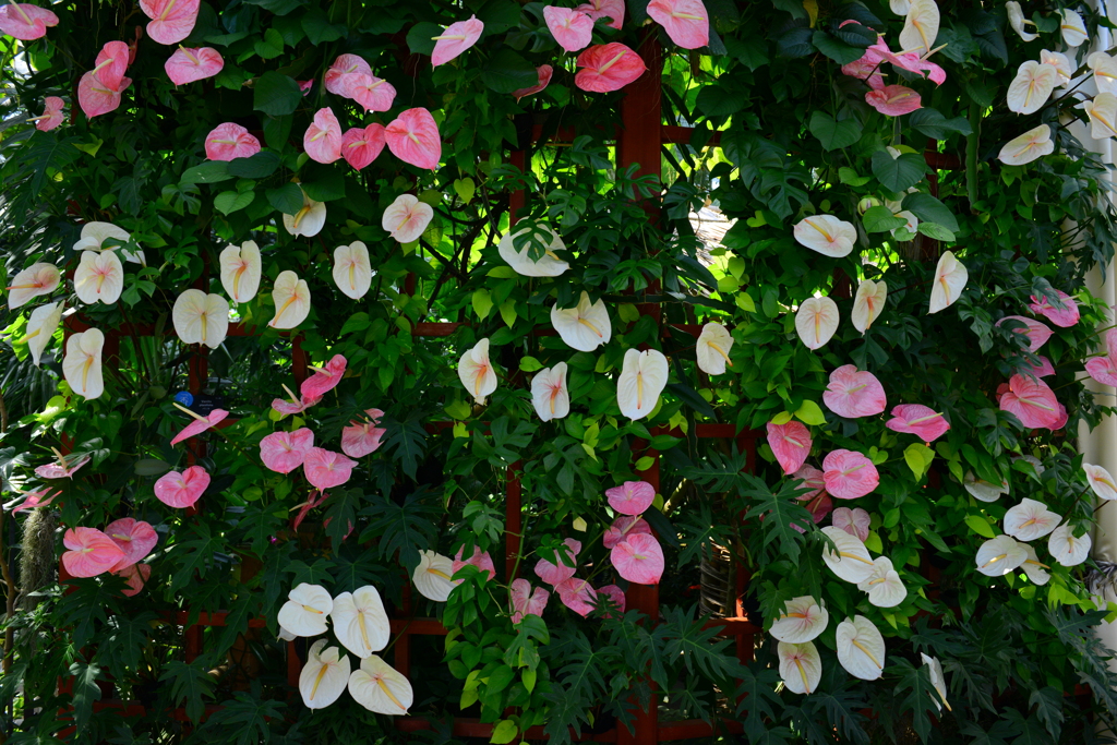 Wall