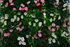 Wall