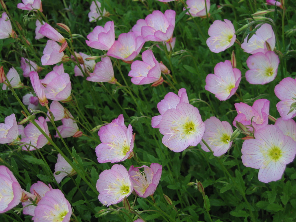 ピンクの花