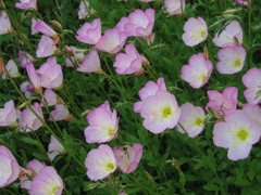 ピンクの花