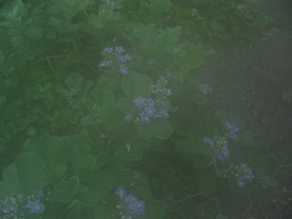 青い花