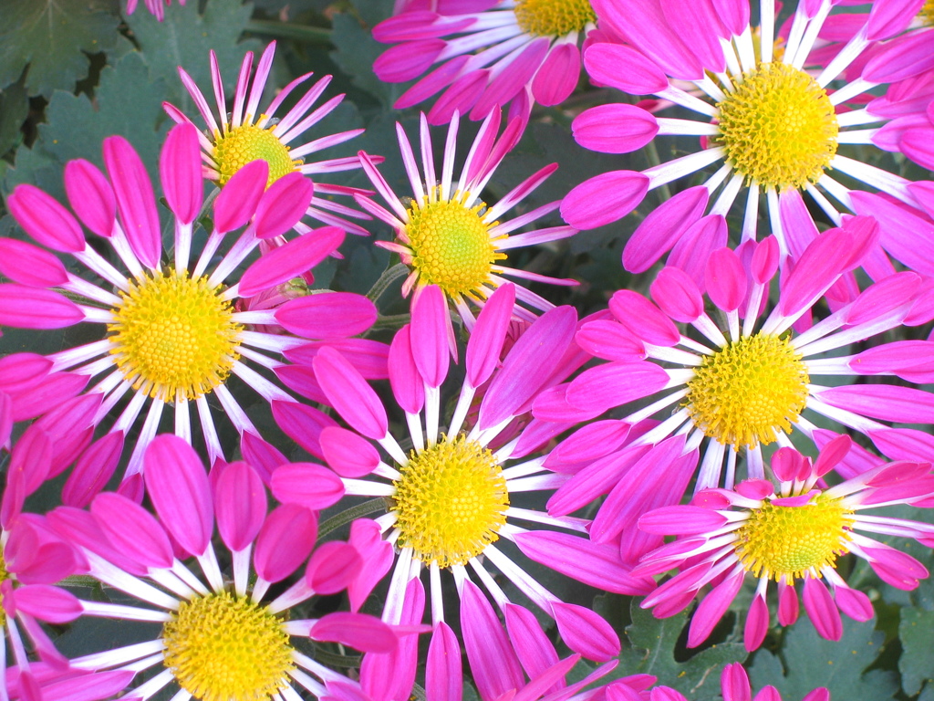 ピンクの菊