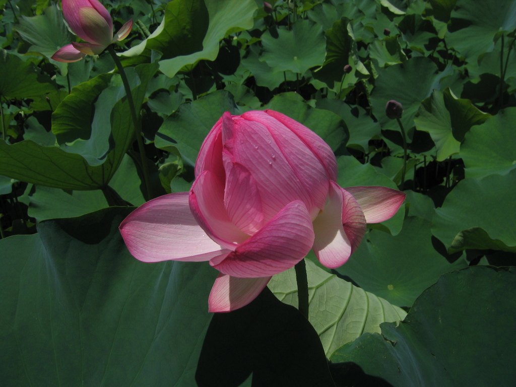 開花前