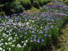 菖蒲