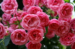 薔薇