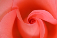 薔薇　ピンク