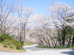 桜の道