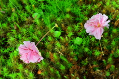 落花
