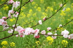 小枝