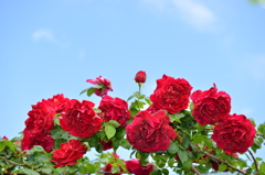 赤い薔薇と空