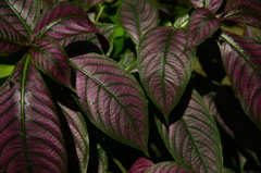 ｐｕｒｐｌｅ