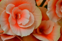 ピンクの花