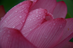 雨の日の蓮