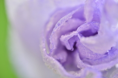 花菖蒲