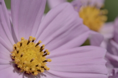 桃色秋桜