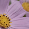 桃色秋桜
