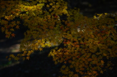 影の紅葉