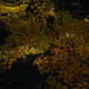 影の紅葉