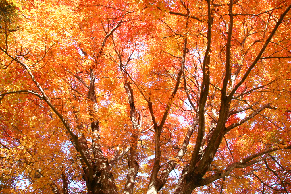 紅葉