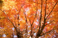 紅葉