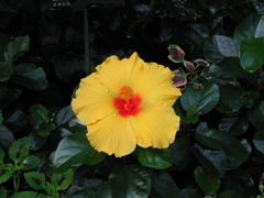 黄色い花
