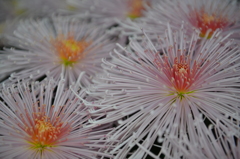 菊