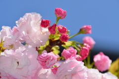 八重桜　開花