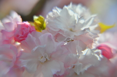 八重桜