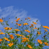 キバナコスモスの空