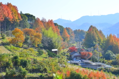 里山の紅葉