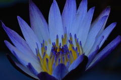 Water lily