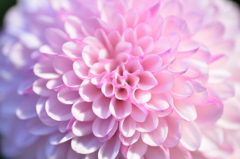 ピンポン菊