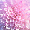 ピンポン菊