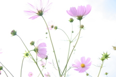 秋桜
